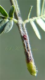  Leaf-Petiole  with a gland